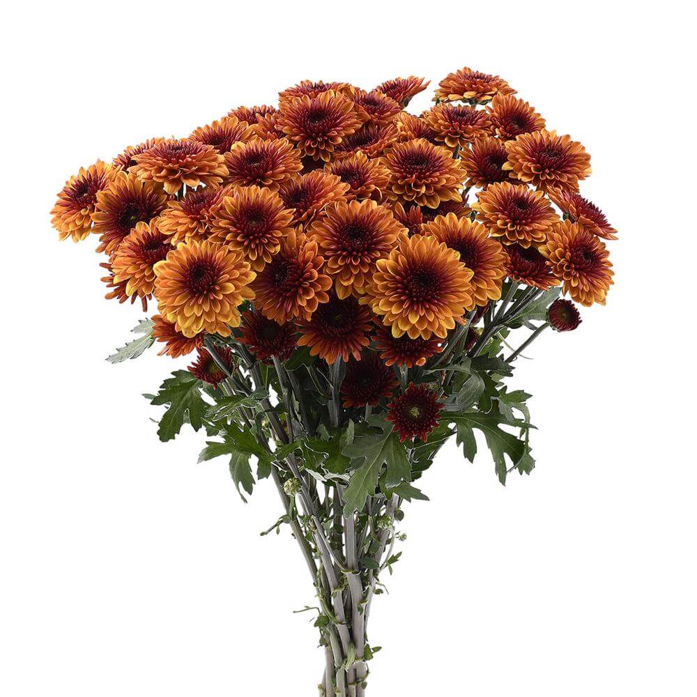 esmeralda-farms-pompon-button-lexy-2