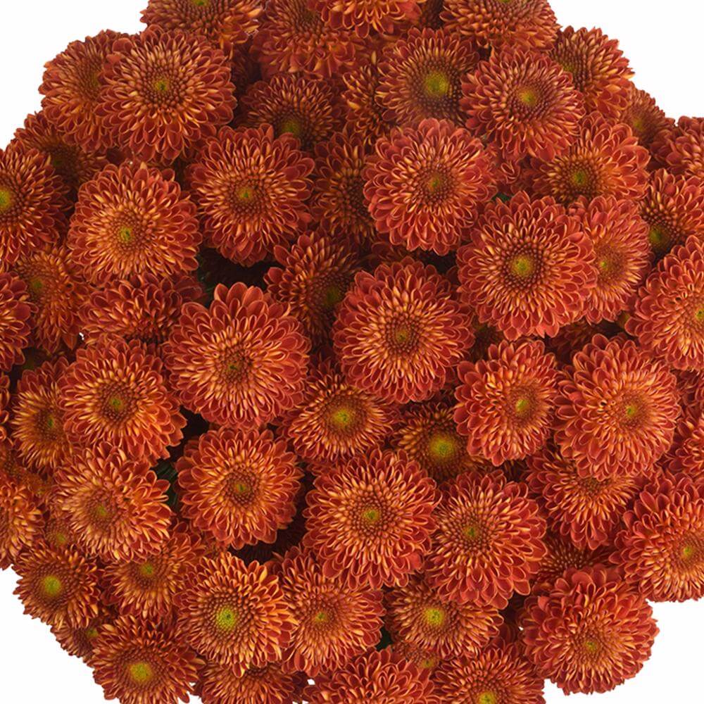 esmeralda-farms-pompon-button-tyrion-1