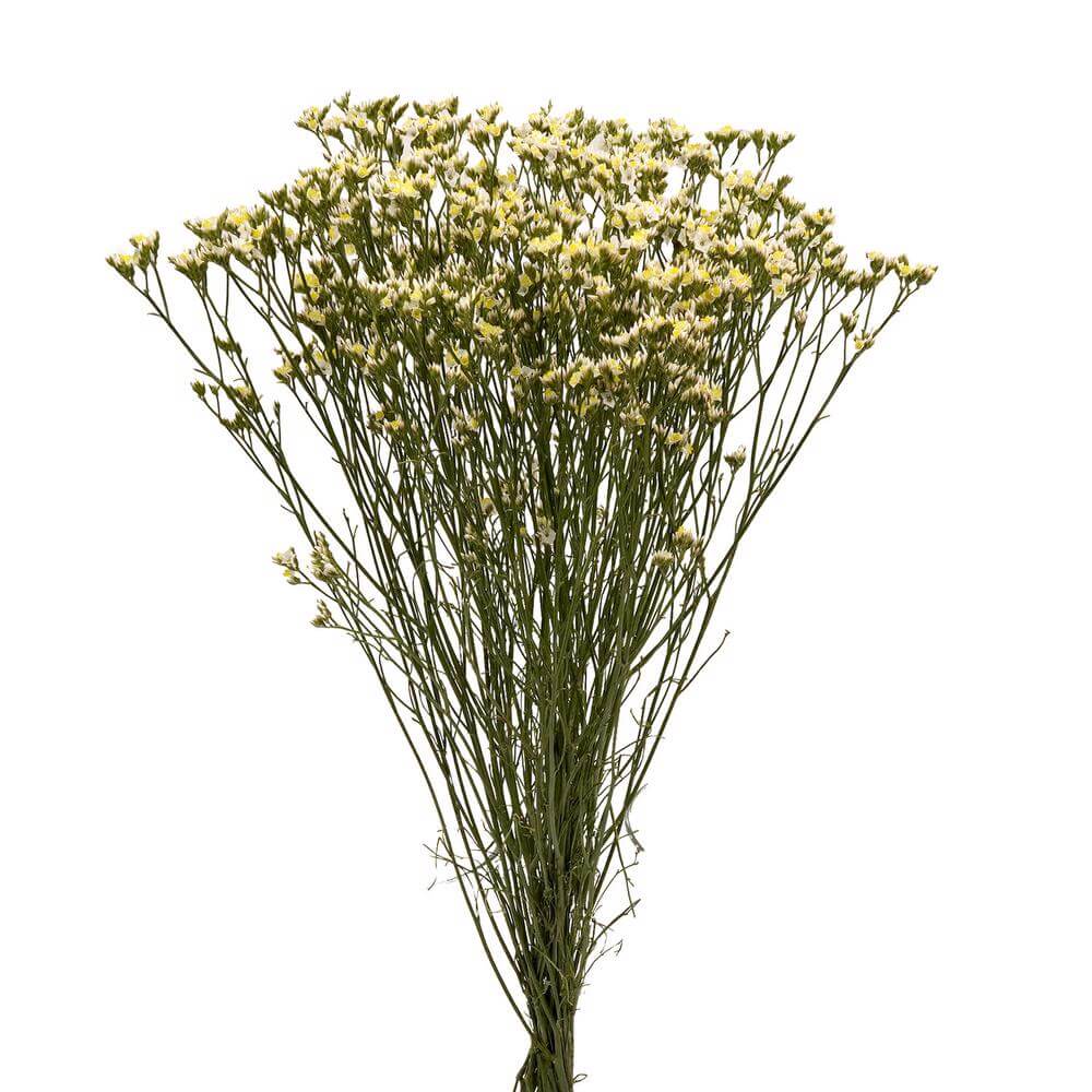 esmeralda-farms-limonium-activa-white-1