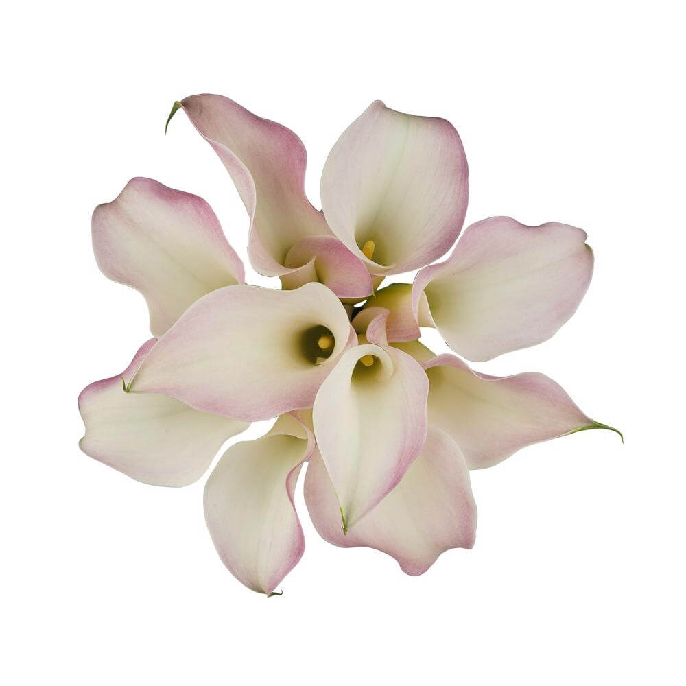 esmeralda-farms-mini-calla-lily-perle-rose-2