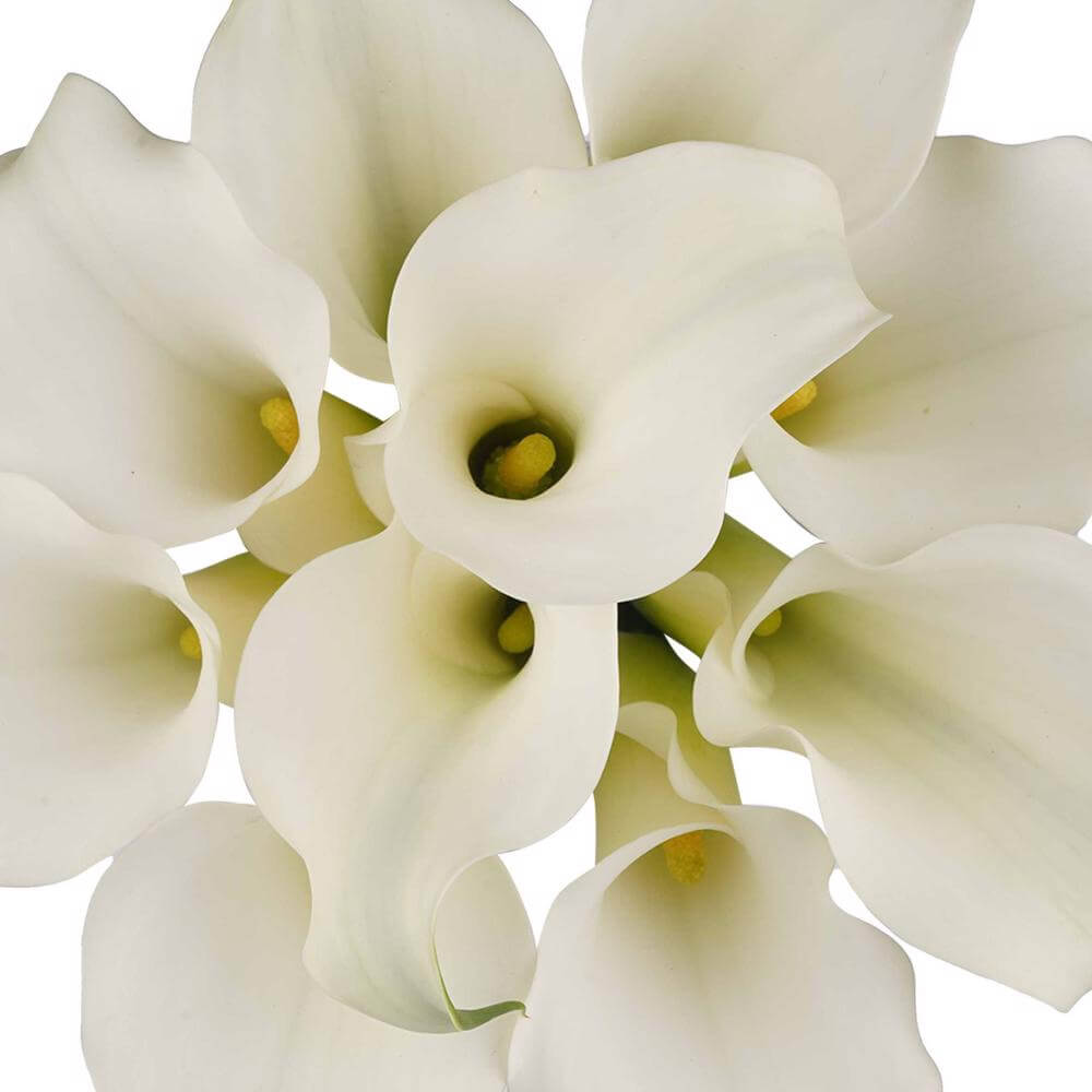 esmeralda-farms-mini-calla-lily-white-present-1
