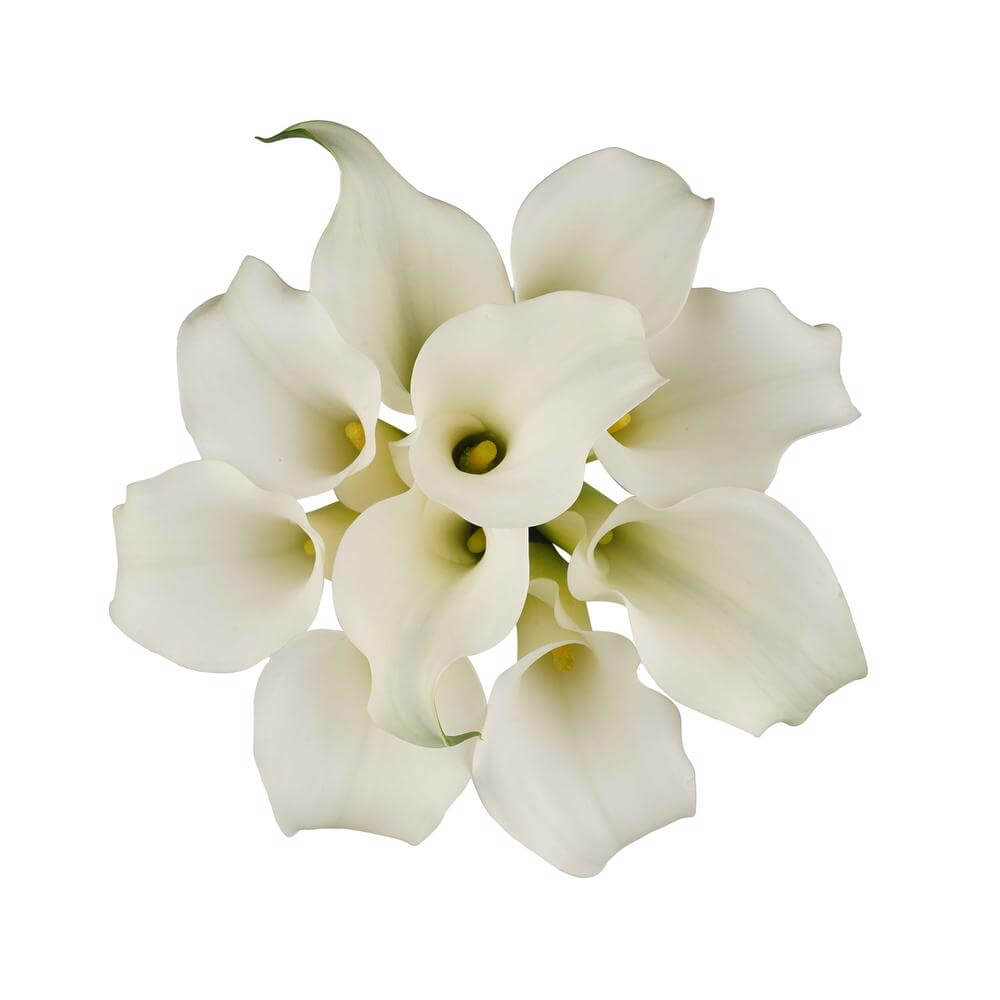 esmeralda-farms-mini-calla-lily-white-present-2