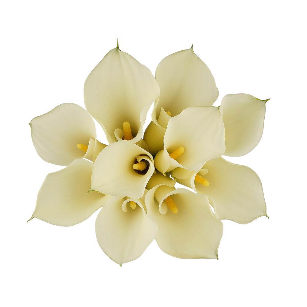 esmeralda-farms-mini-calla-lily-white-flirt-2