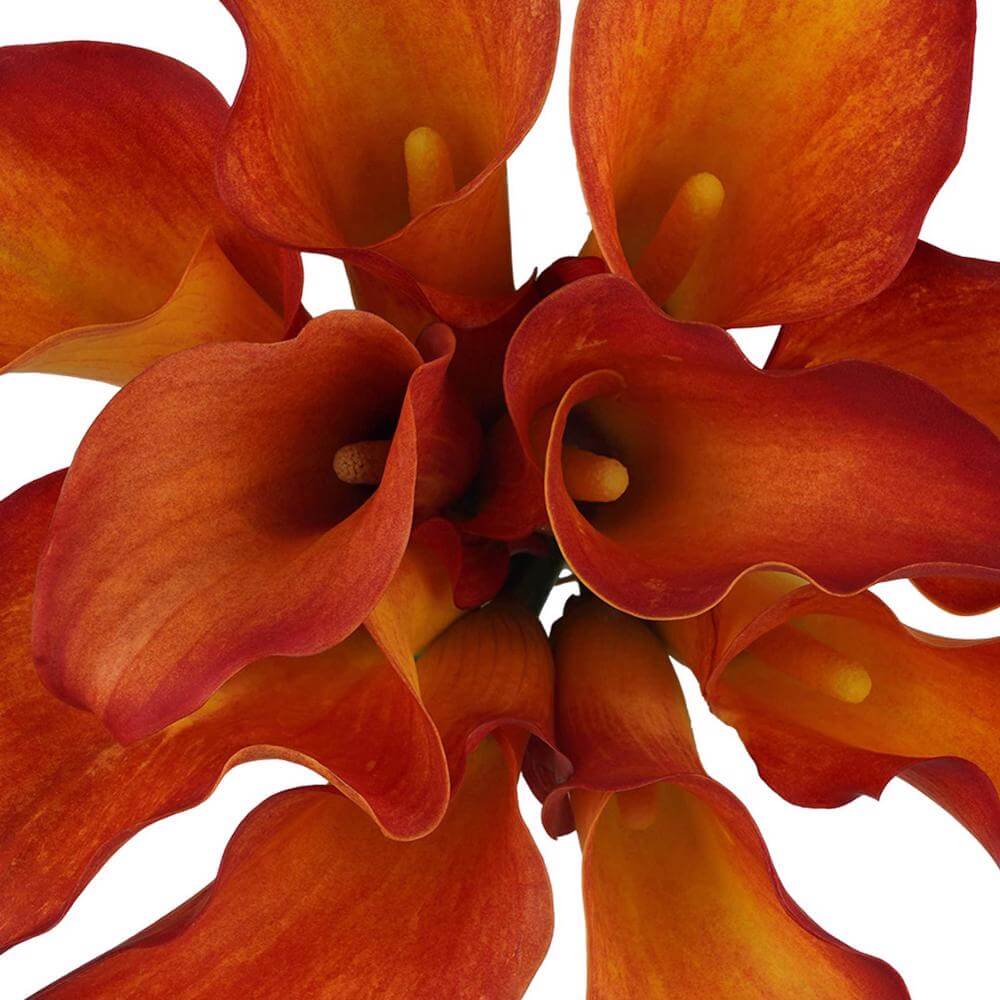 esmeralda-farms-mini-calla-lily-captain-trinity-1