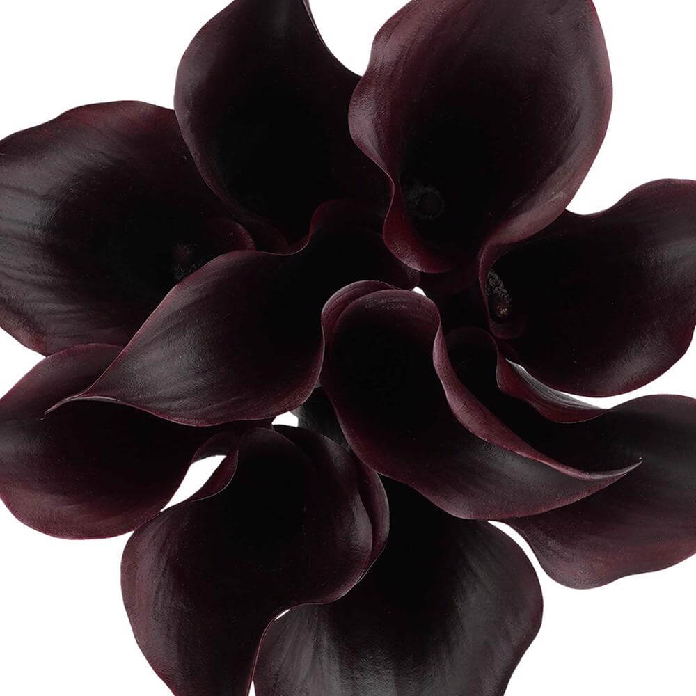 esmeralda-farms-mini-calla-lily-black-velvet-1
