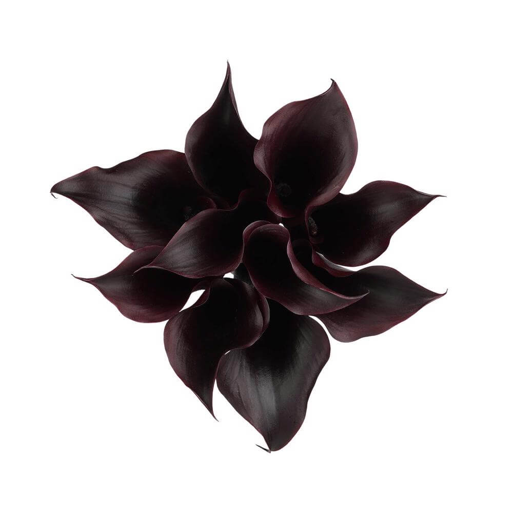 esmeralda-farms-mini-calla-lily-black-velvet-2