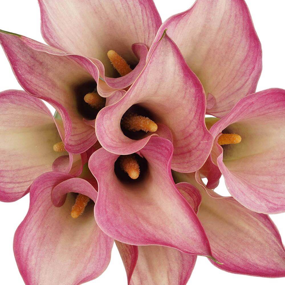 esmeralda-farms-mini-calla-lily-captain-romance-1