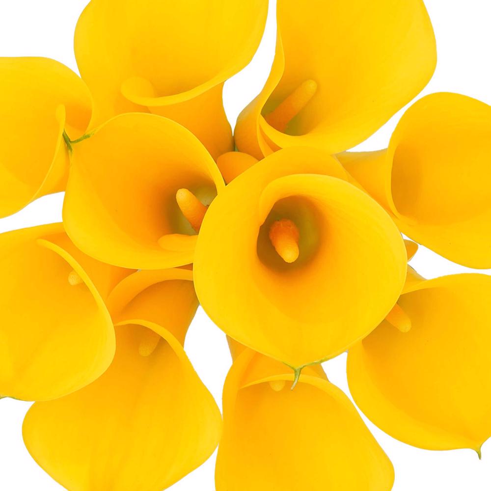 esmeralda-farms-mini-calla-lily-captain-solo-1