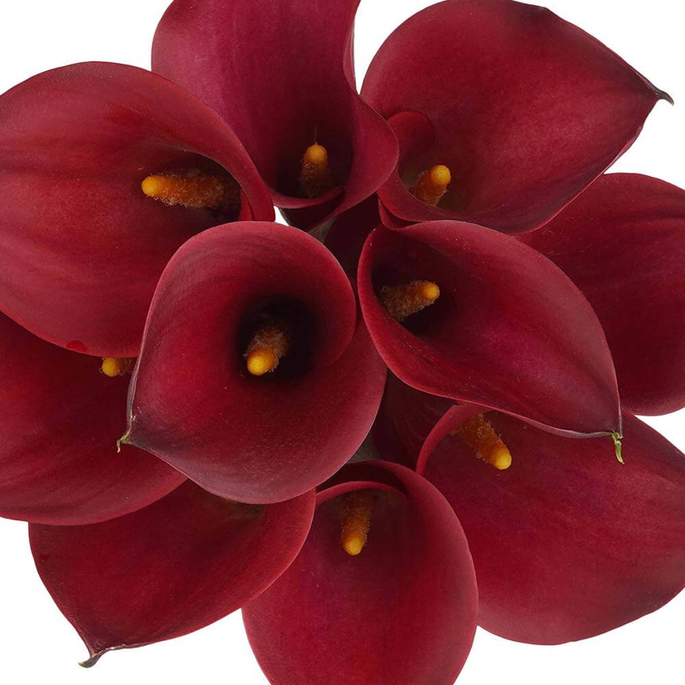 esmeralda-farms-mini-calla-lily-cherry-love-1