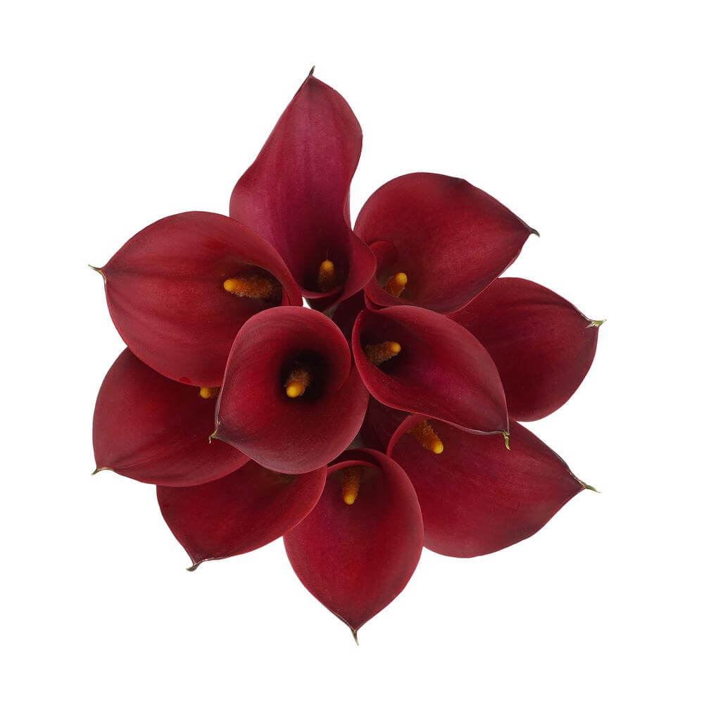 esmeralda-farms-mini-calla-lily-cherry-love-2