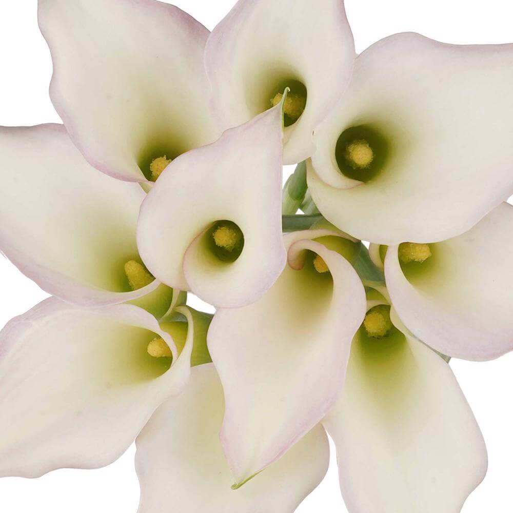 esmeralda-farms-mini-calla-lily-cordoba-cb-1