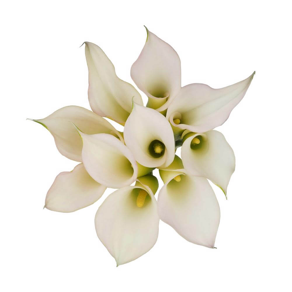 esmeralda-farms-mini-calla-lily-cordoba-cw-2