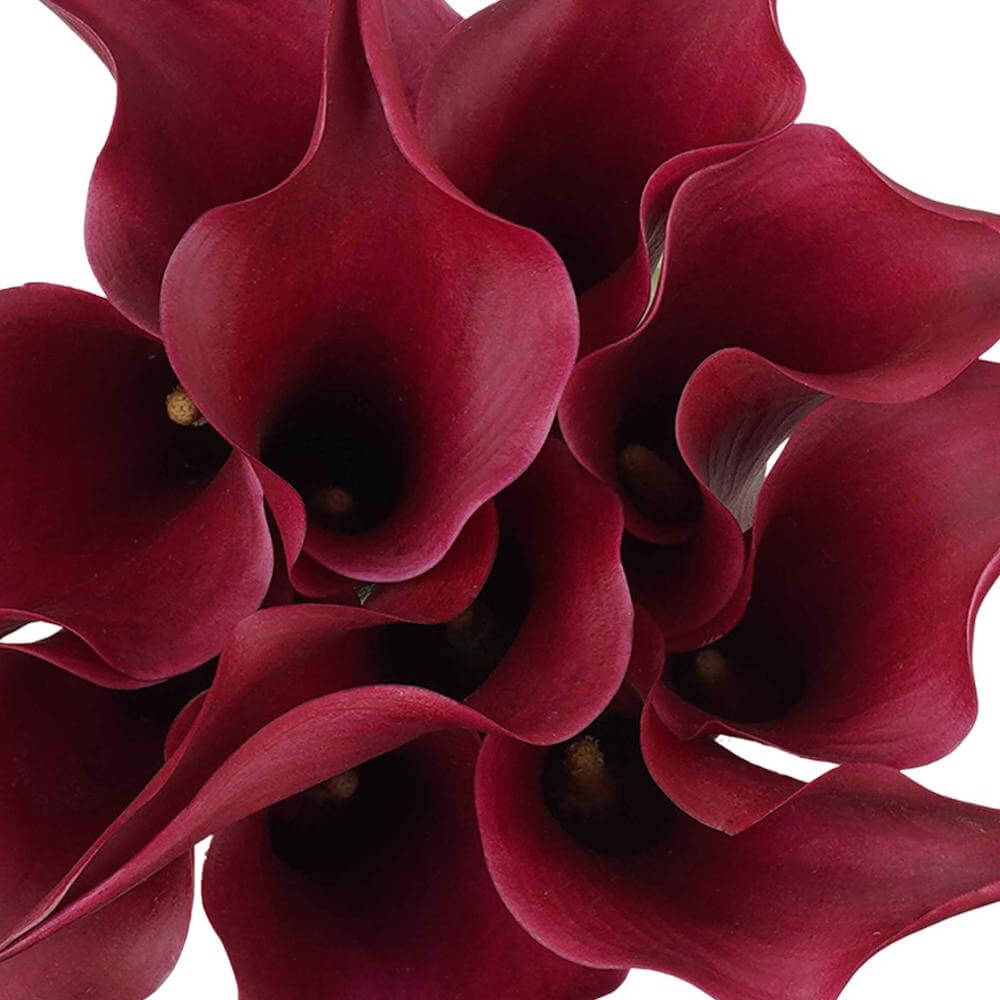 esmeralda-farms-calla-lily-mini-cranberry-1
