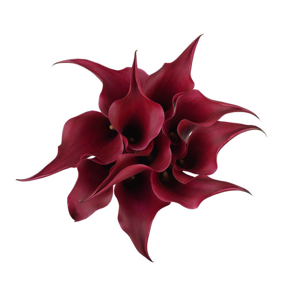 esmeralda-farms-calla-lily-mini-cranberry-2