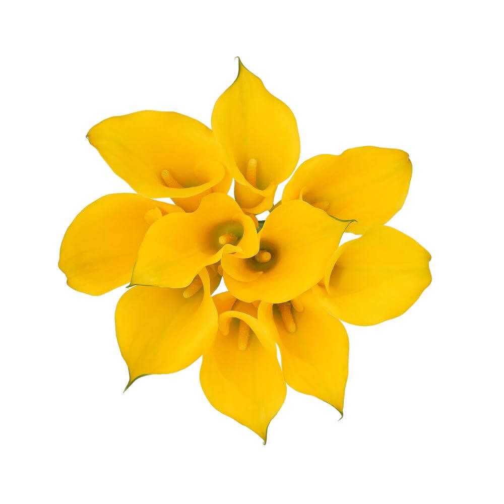 esmeralda-farms-mini-calla-lily-florex-gold-2