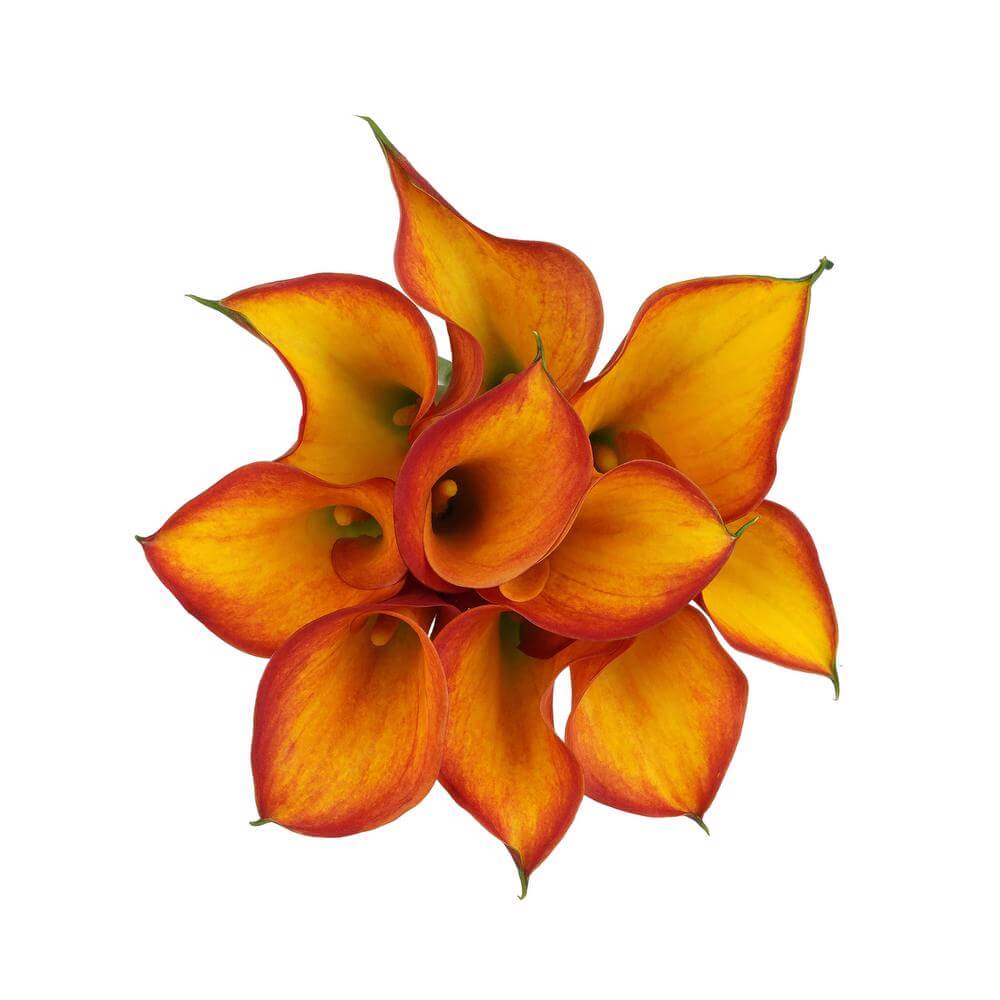 esmeralda-farms-mini-calla-lily-gran-paradiso-2