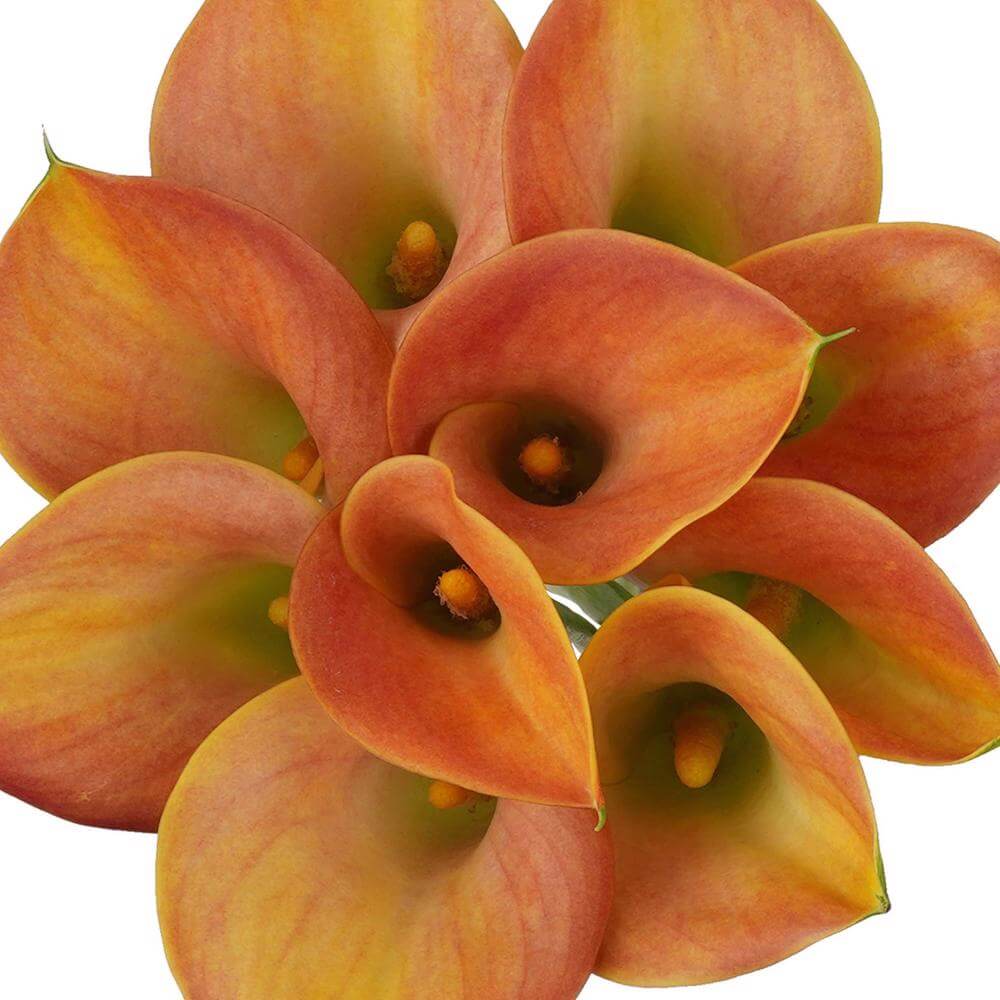 esmeralda-farms-mini-calla-lily-lady-marmalade-1
