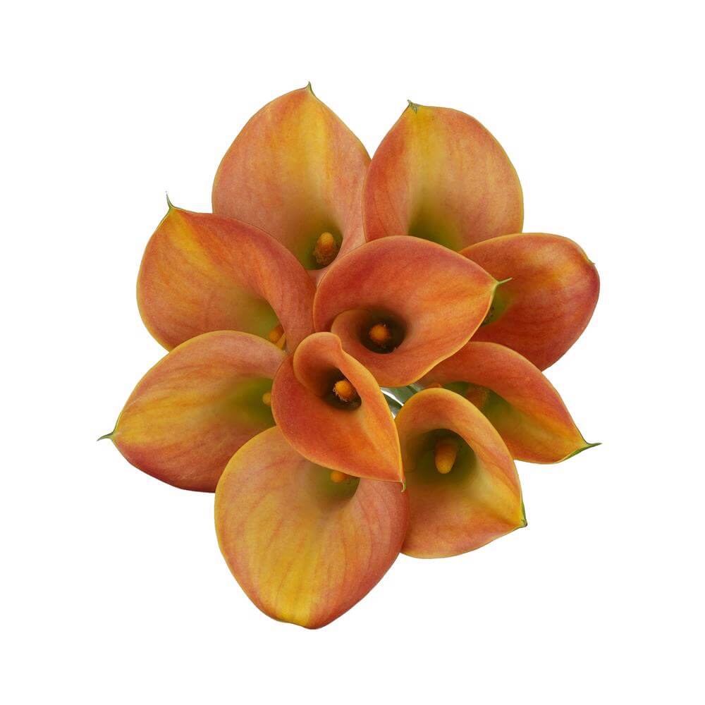 esmeralda-farms-mini-calla-lily-lady-marmalade-2