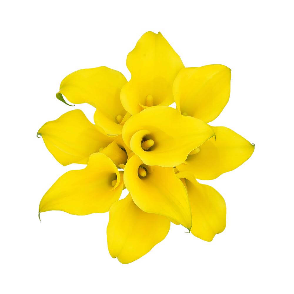 esmeralda-farms-mini-calla-lily-montecarlo-2