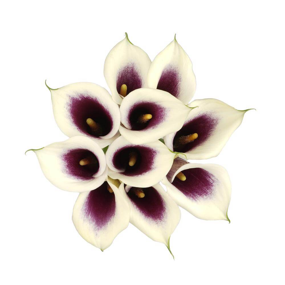 esmeralda-farms-mini-calla-lily-picasso-2