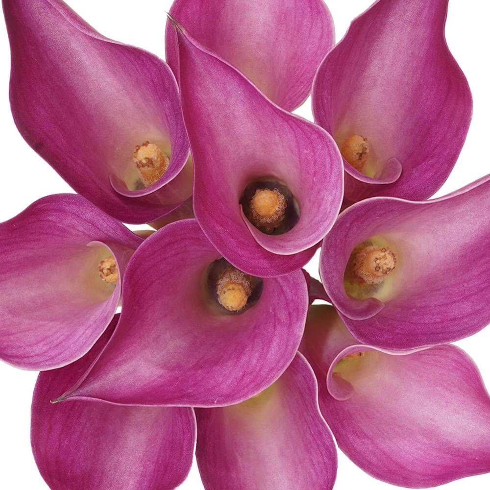 esmeralda-farms-mini-calla-lily-pink-jewel-1