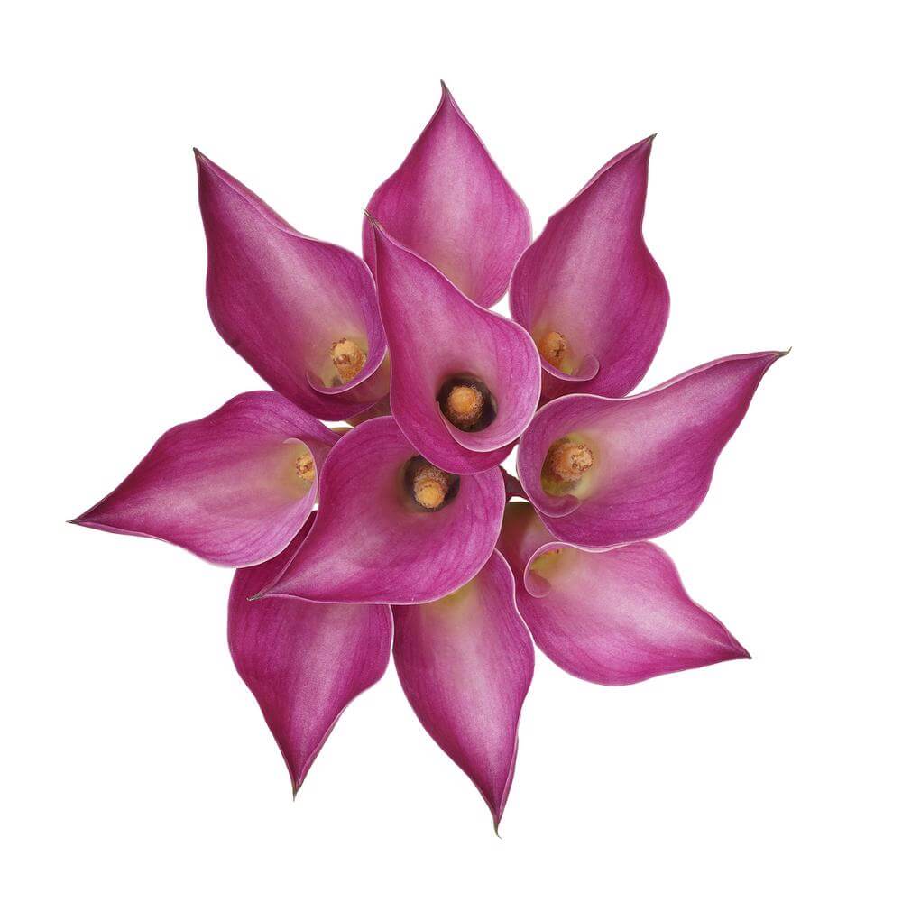 esmeralda-farms-mini-calla-lily-pink-jewel-2