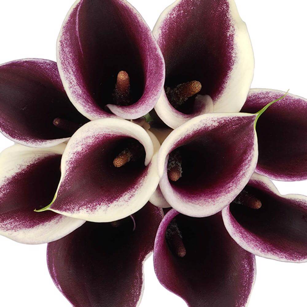 esmeralda-farms-mini-calla-lily-strauss-1