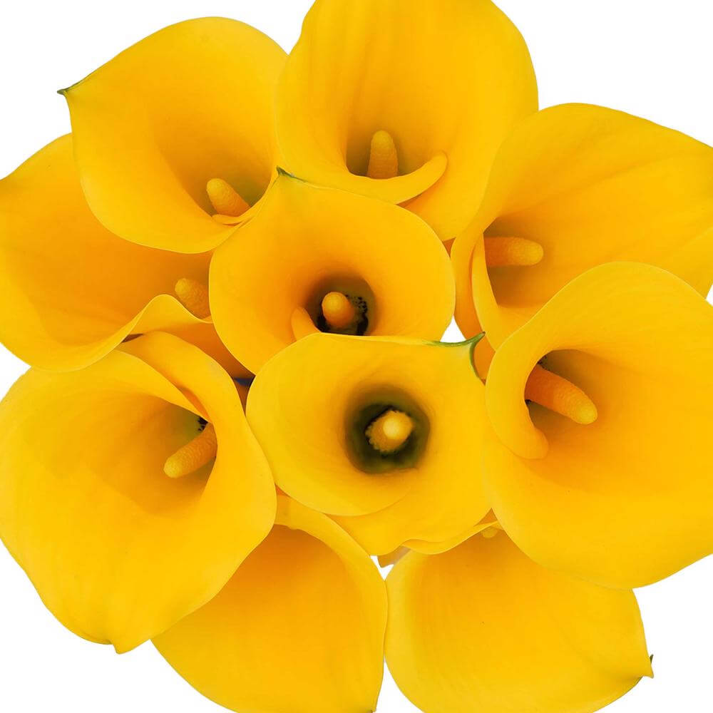 esmeralda-farms-mini-calla-lily-sunny-art-1