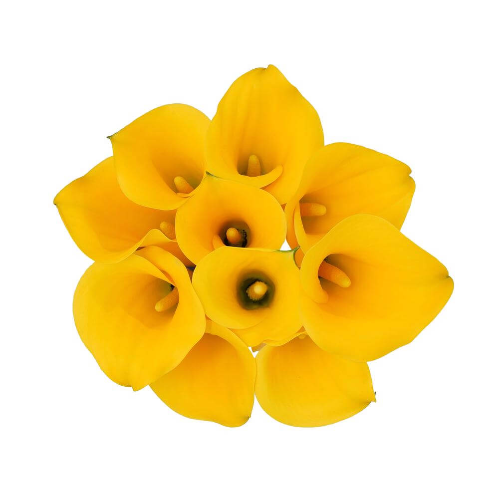 esmeralda-farms-mini-calla-lily-sunny-art-2