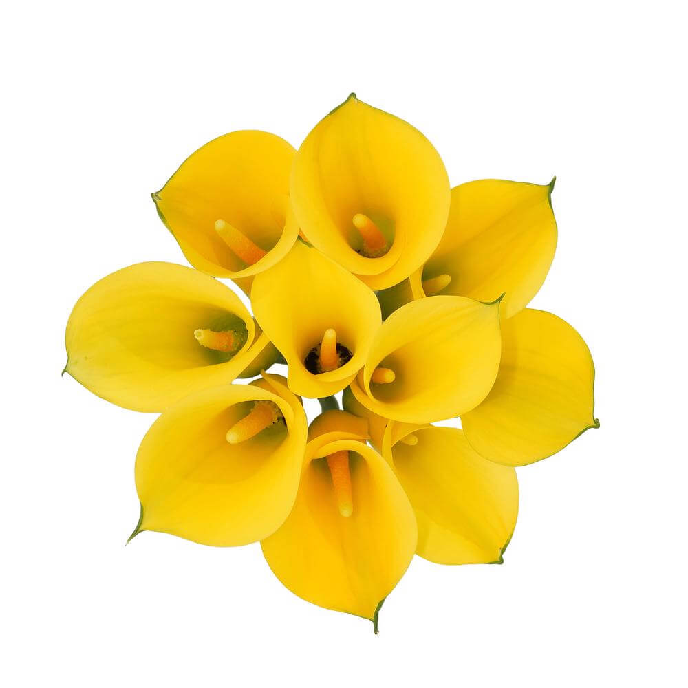 esmeralda-farms-mini-calla-lily-sunray-2