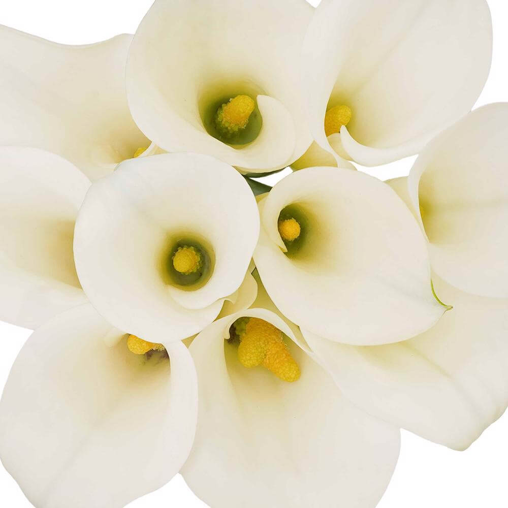 esmeralda-farms-mini-calla-lily-white-ideal-1