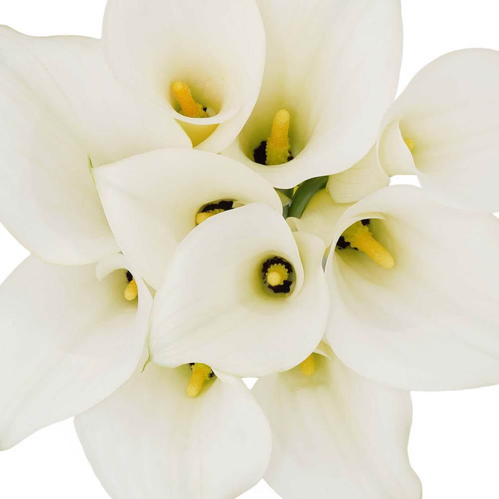 esmeralda-farms-mini-calla-lily-pure-art-1