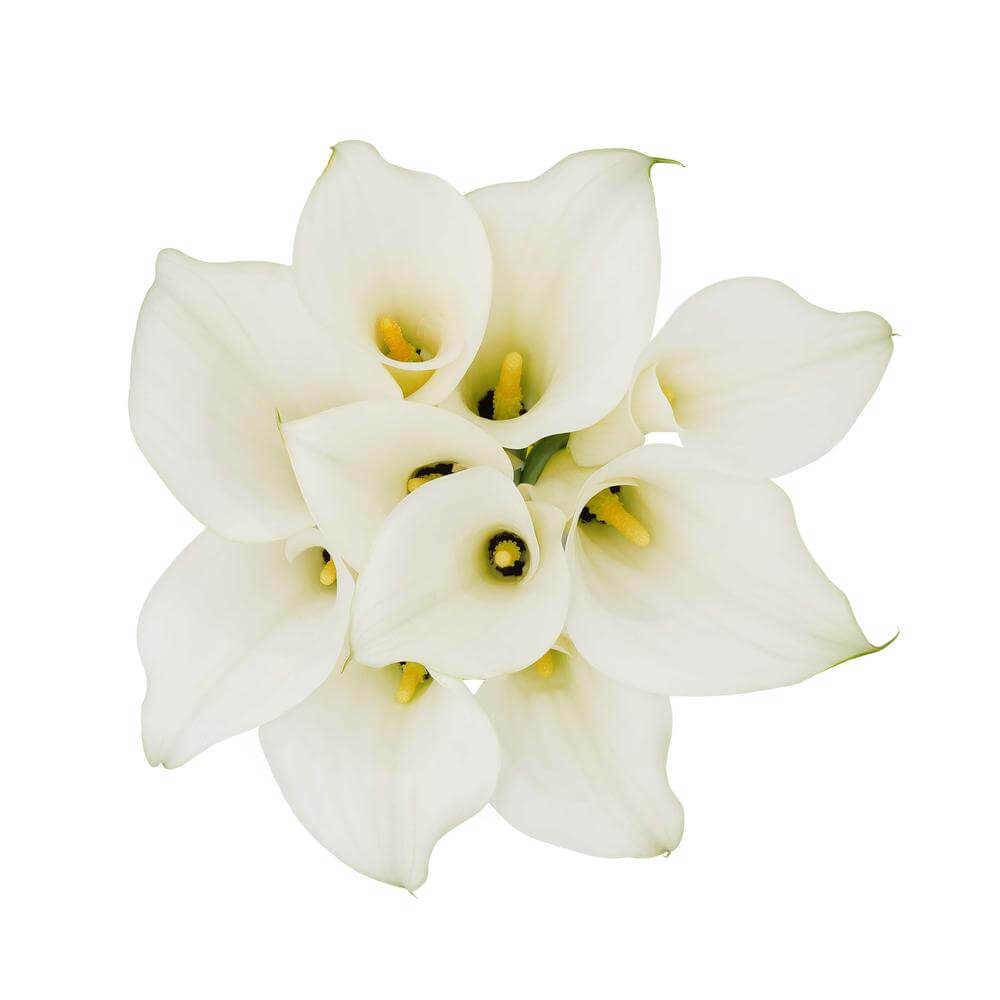 esmeralda-farms-mini-calla-lily-pure-art-2