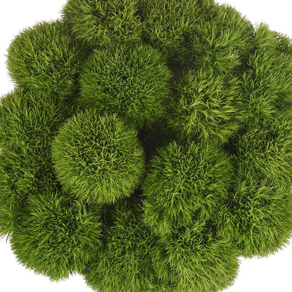 esmeralda-farms-dianthus-green-ball-kiwi-1