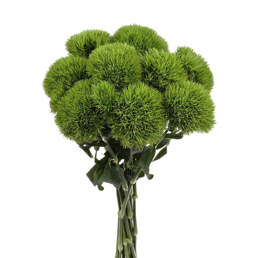 esmeralda-farms-dianthus-green-ball-kiwi-2