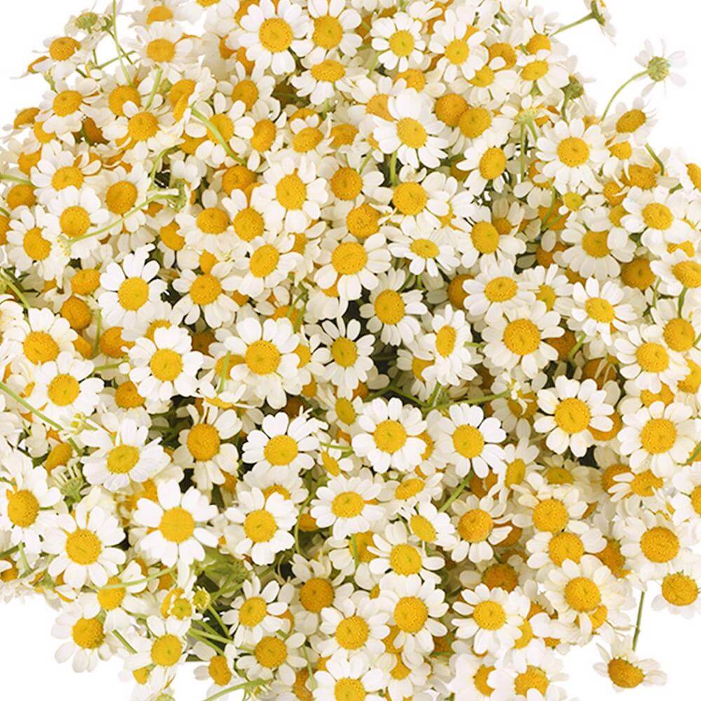 esmeralda-farms-matricaria-white-1