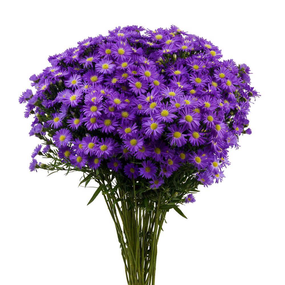 esmeralda-farms-mardi-gras-aster-purple-2