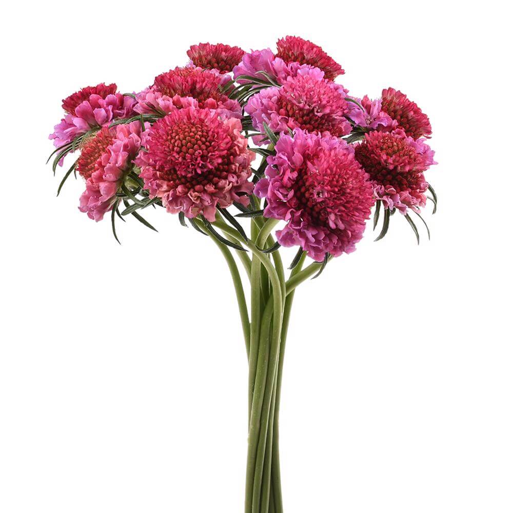 esmeralda-farms-scabiosa-lavender-hot-pink-2