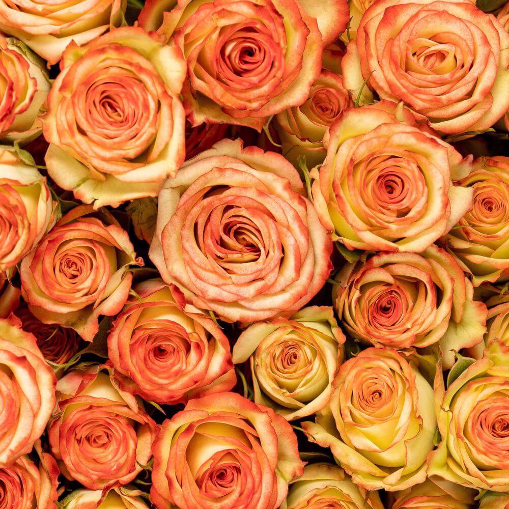 esmeralda-spray-rose-brilliant stars-venus-1