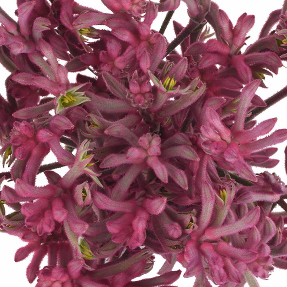 esmeralda-farms-kangaroo-paw-anigozanthos-pink-joy-1