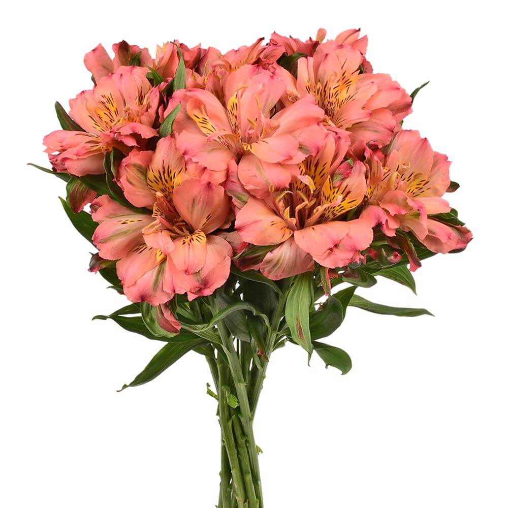 esmeralda-farms-alstroemeria-fashionista-pink-2