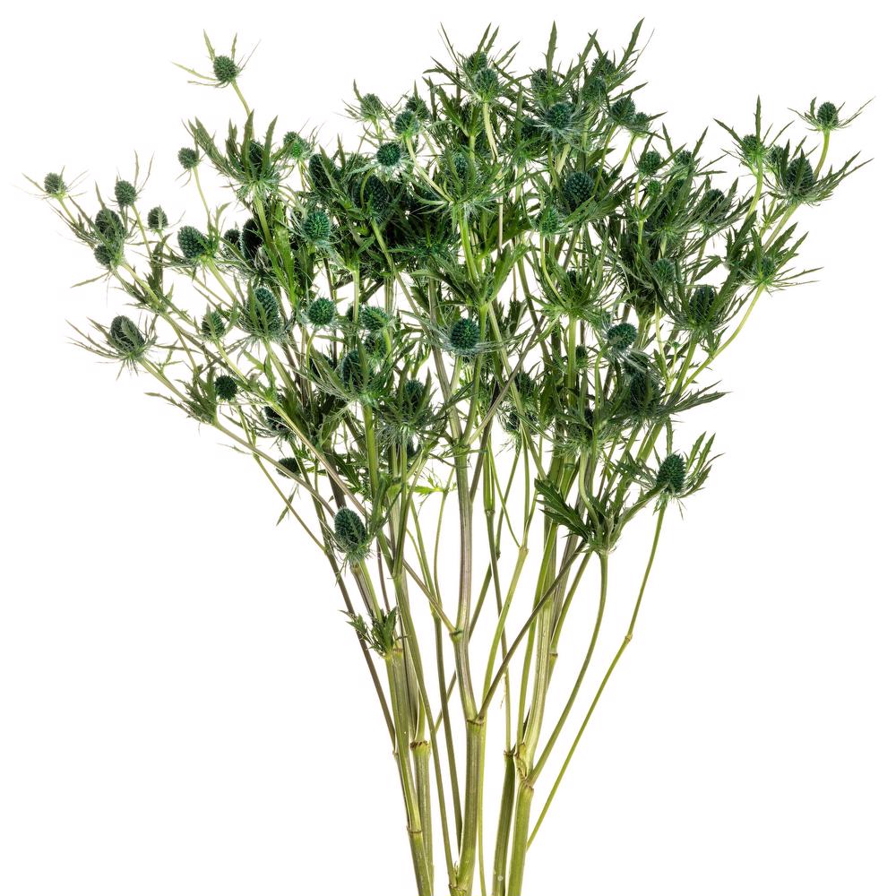 esmeralda-eryngium-green-painted