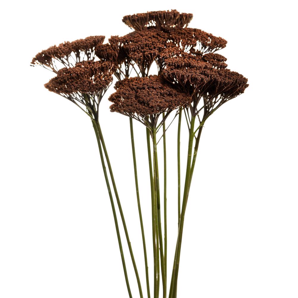 esmeralda-achillea-chocolate-painted