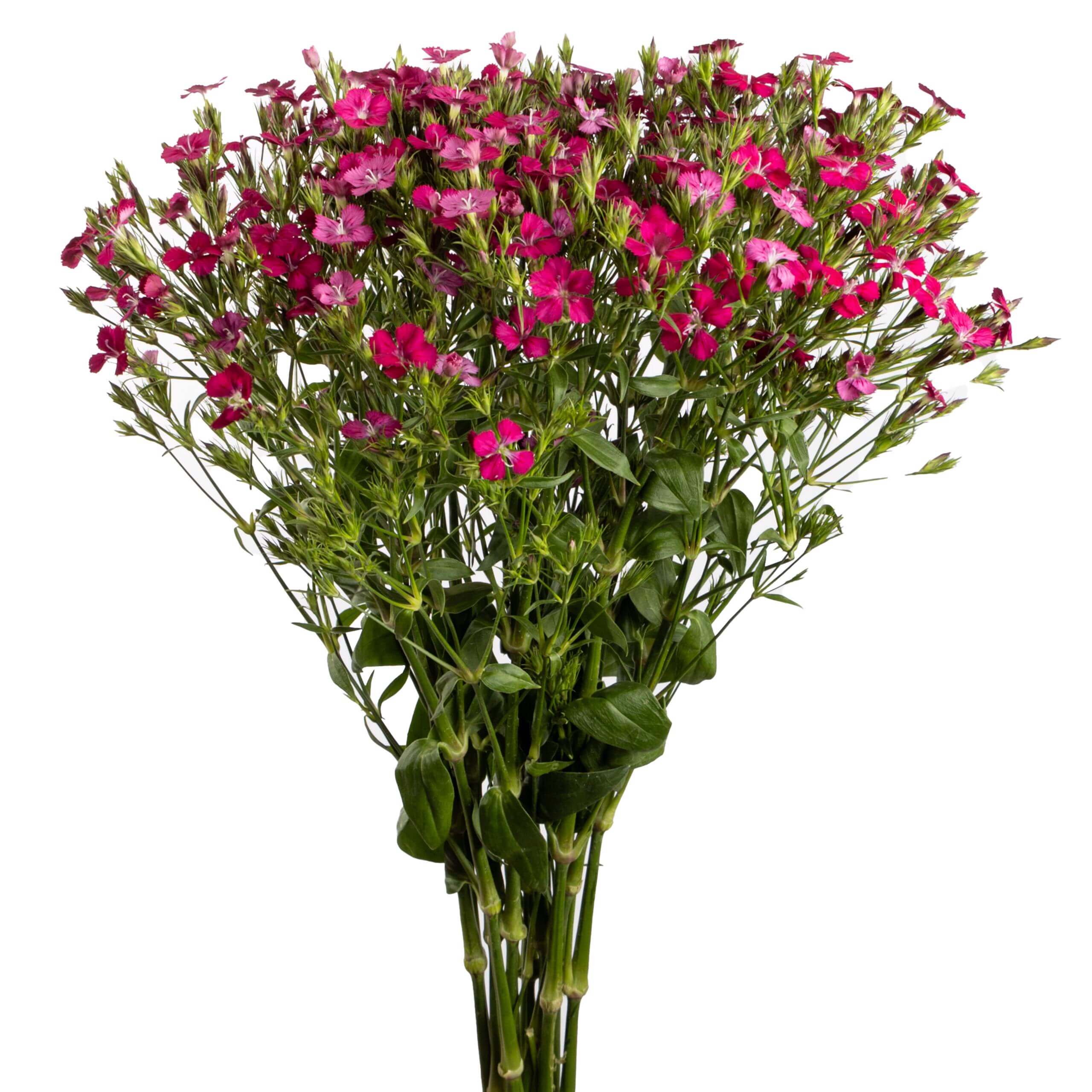 esmeralda-farms-dianthus-neon-cherry-2