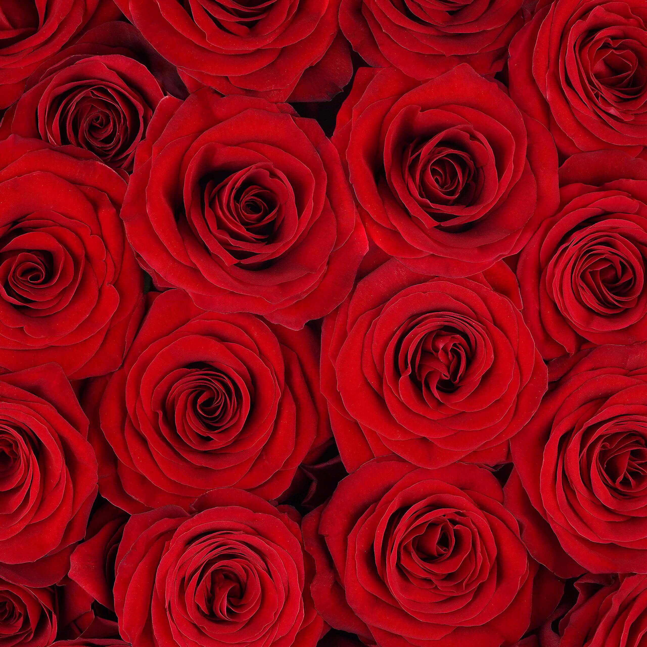 esmeralda-farms-rose-redvolution