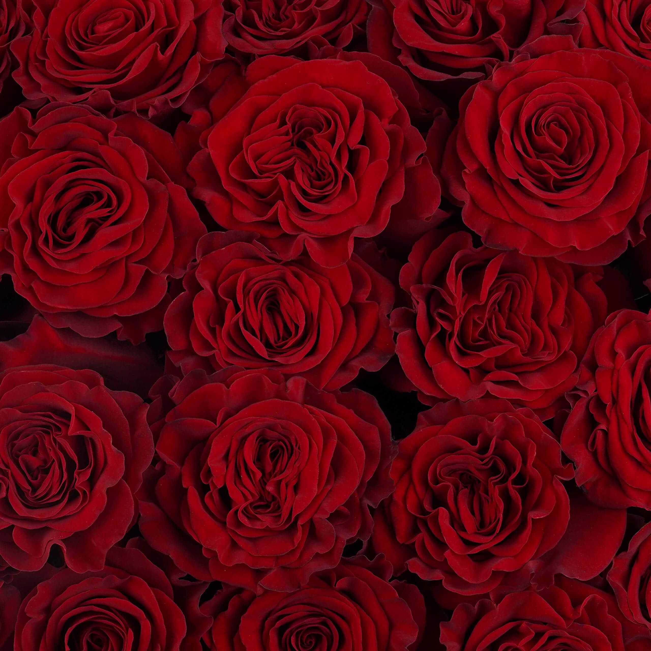 esmeralda-farms-rose-hearts