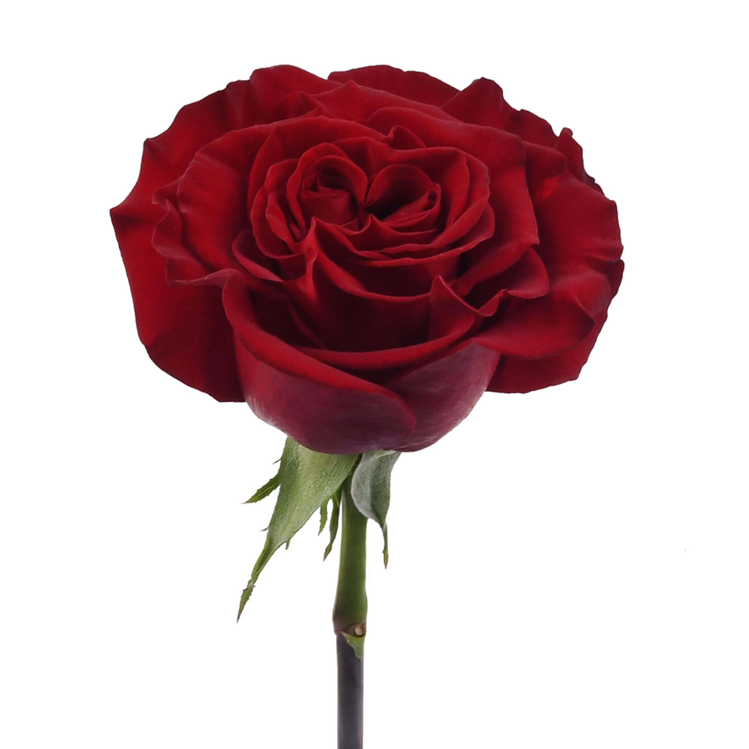 esmeralda-farms-rose-hearts