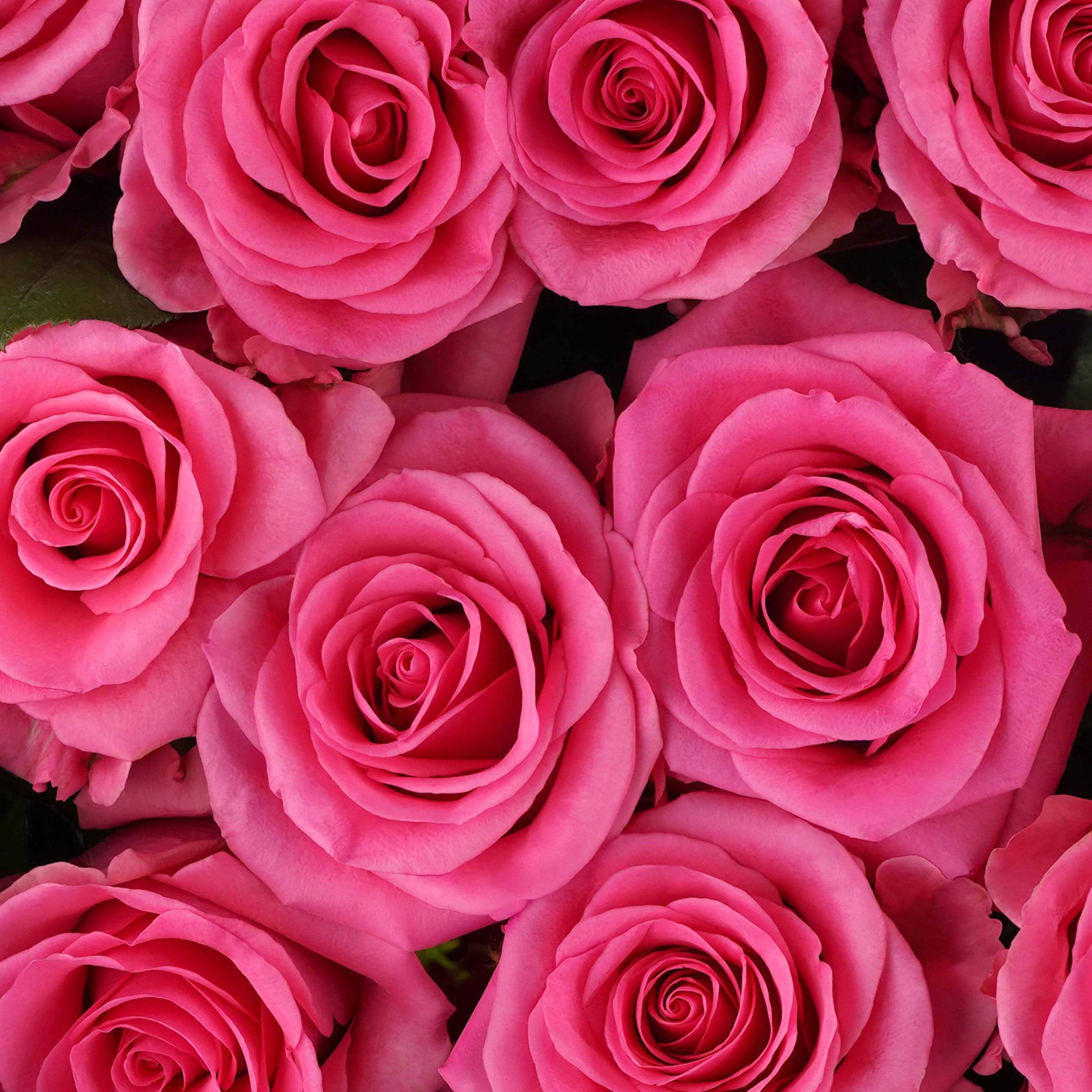 esmeralda-farms-rose-tabatha