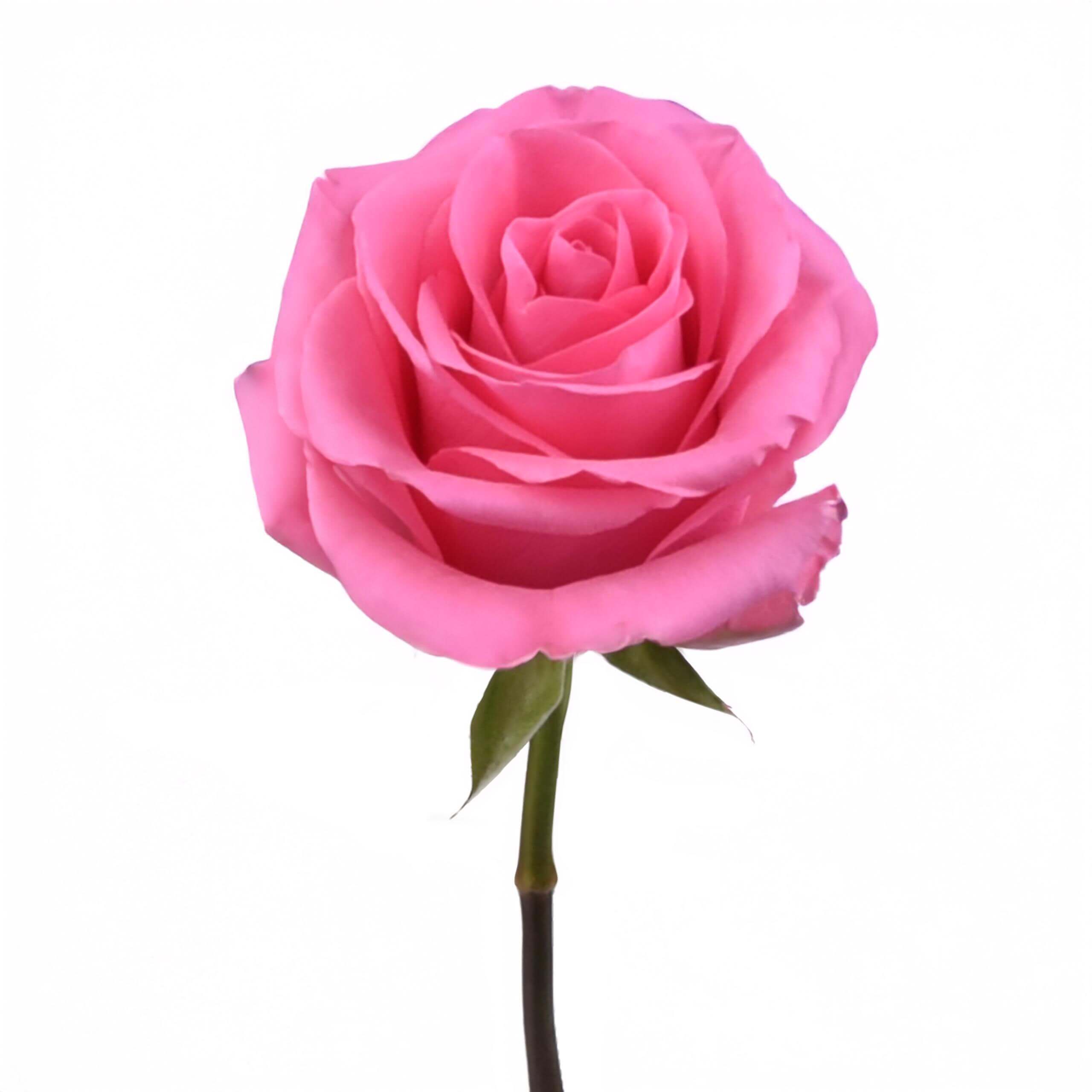 esmeralda-farms-rose-tabatha