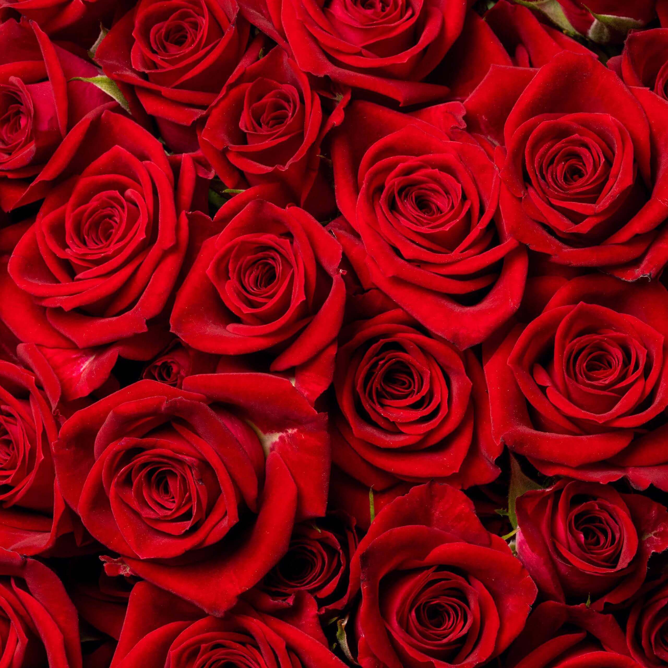 esmeralda-spray-rose-brilliant-stars-aries-1